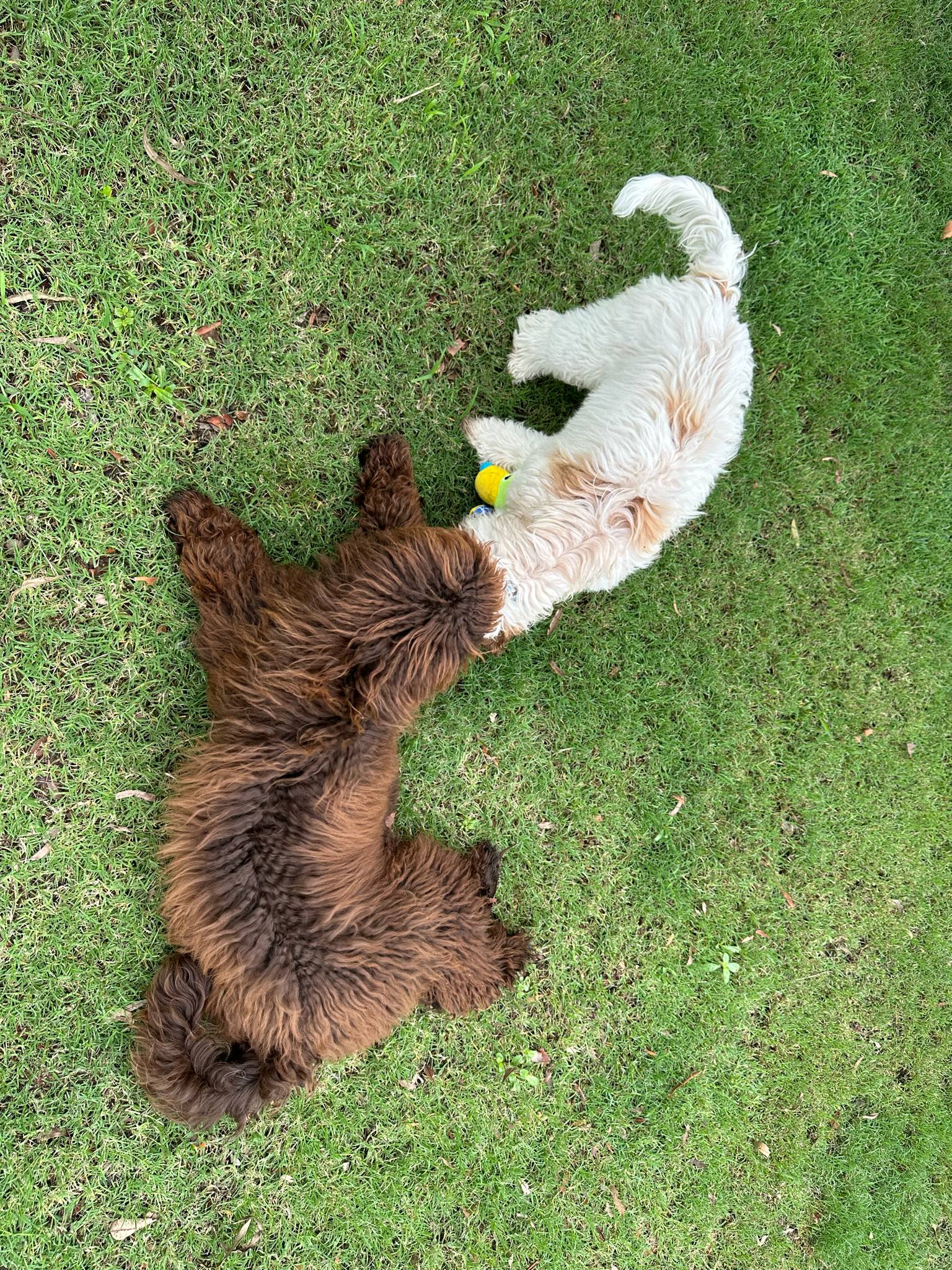 Scawoo Iggy Pop showing off his beautiful chocolate brown coat. Chester is a brown medium sized cobberdog