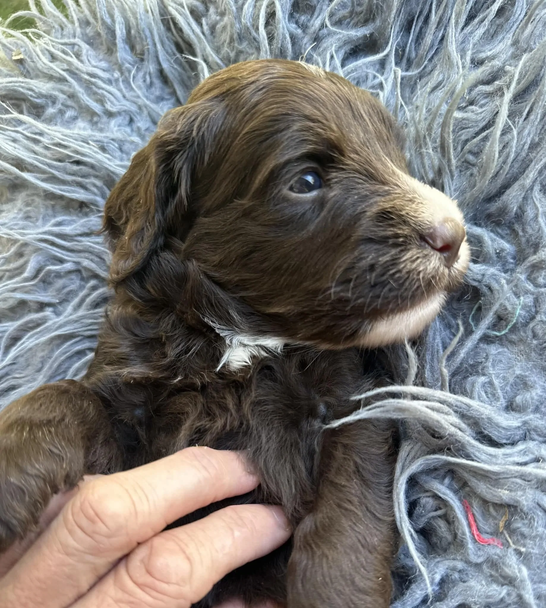 Scawoo Iggy Pop Chester as a 2 week old puppy. Even so young he loved touch, a gentle soul