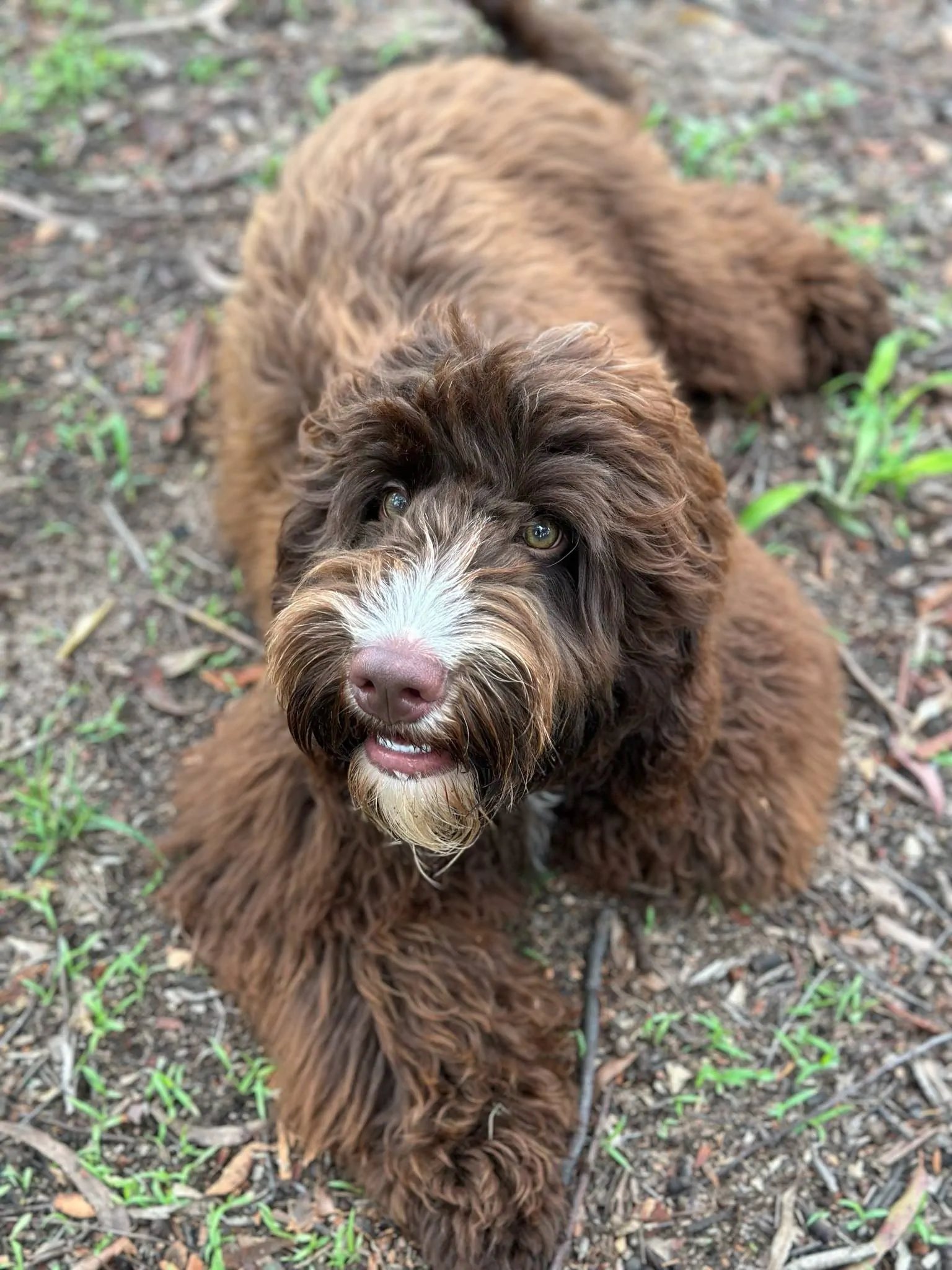 Chester is a brown cobberdog , medium in size with a straight coat. He is human focussed, loving and has beautiful bright eyes that he uses to connect