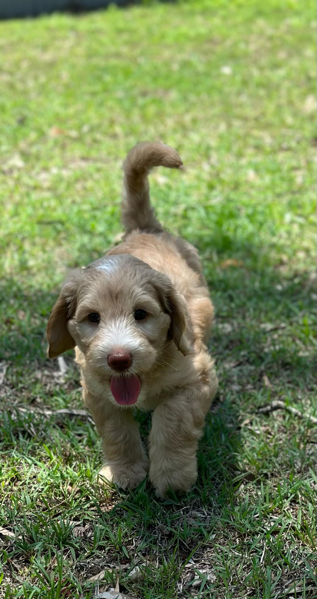 Aggie