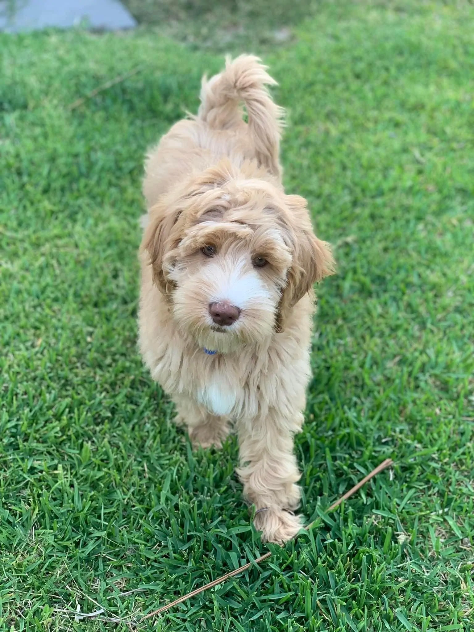 Archie