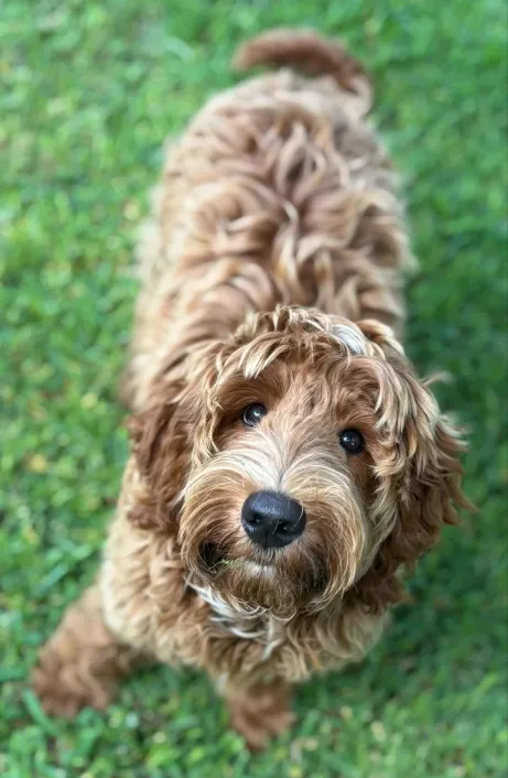 Ted