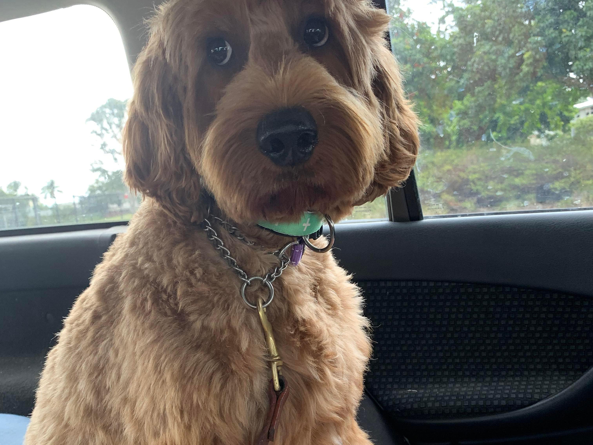 asa groomed