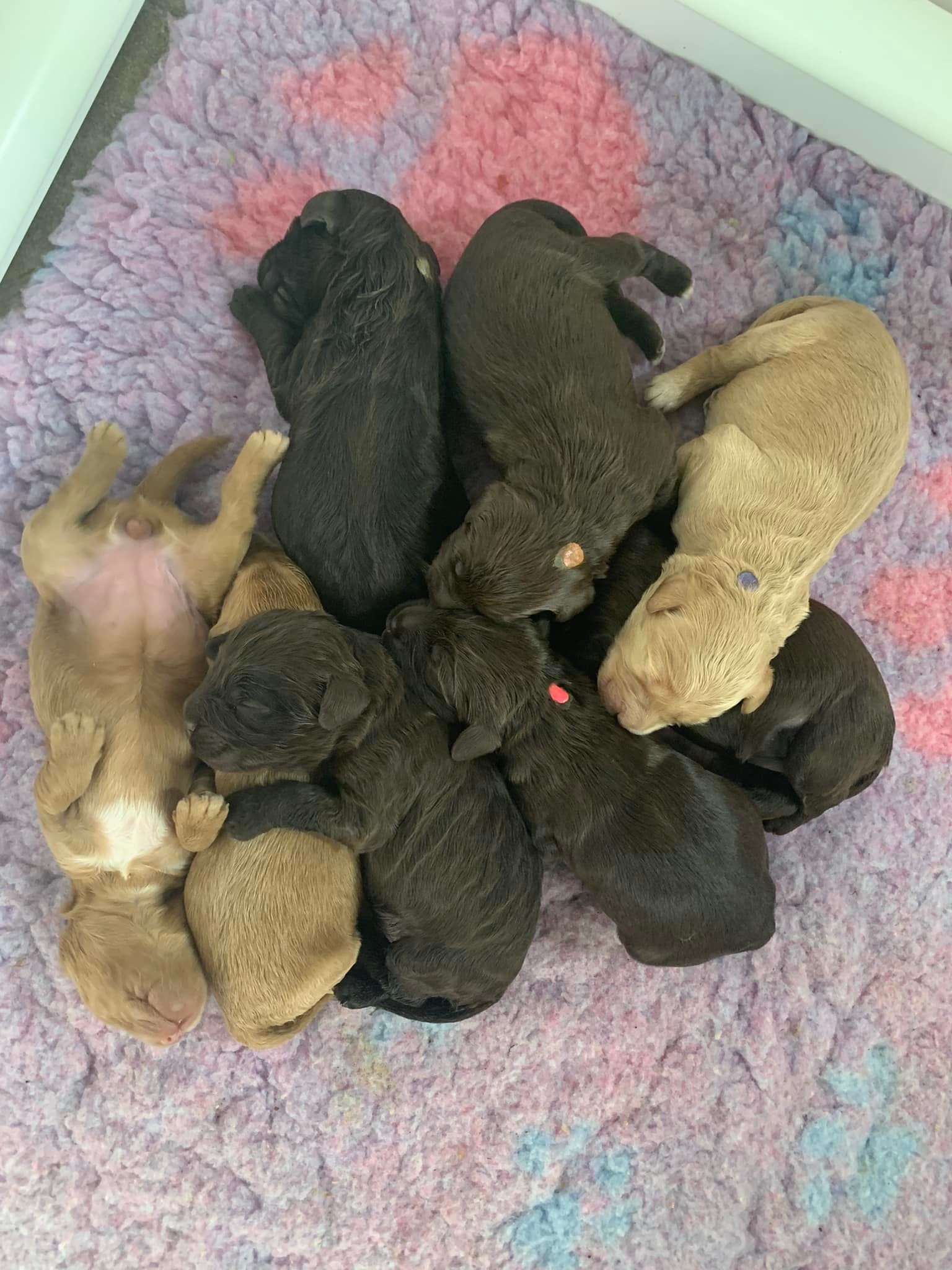 blonde and caramel cobberdogs