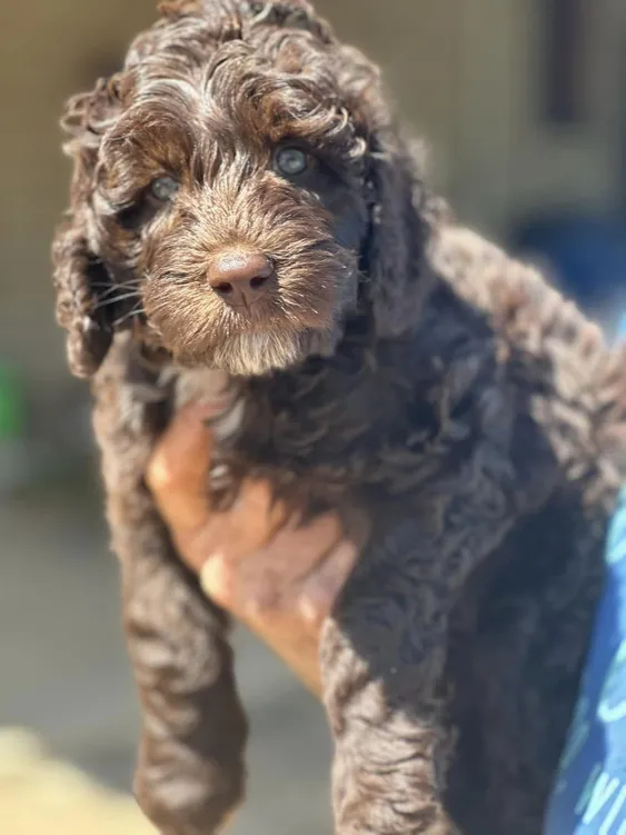 cobberdog