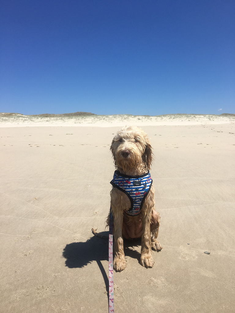 dog in the beach