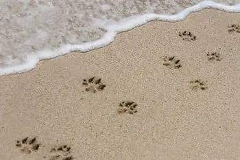 paw prints