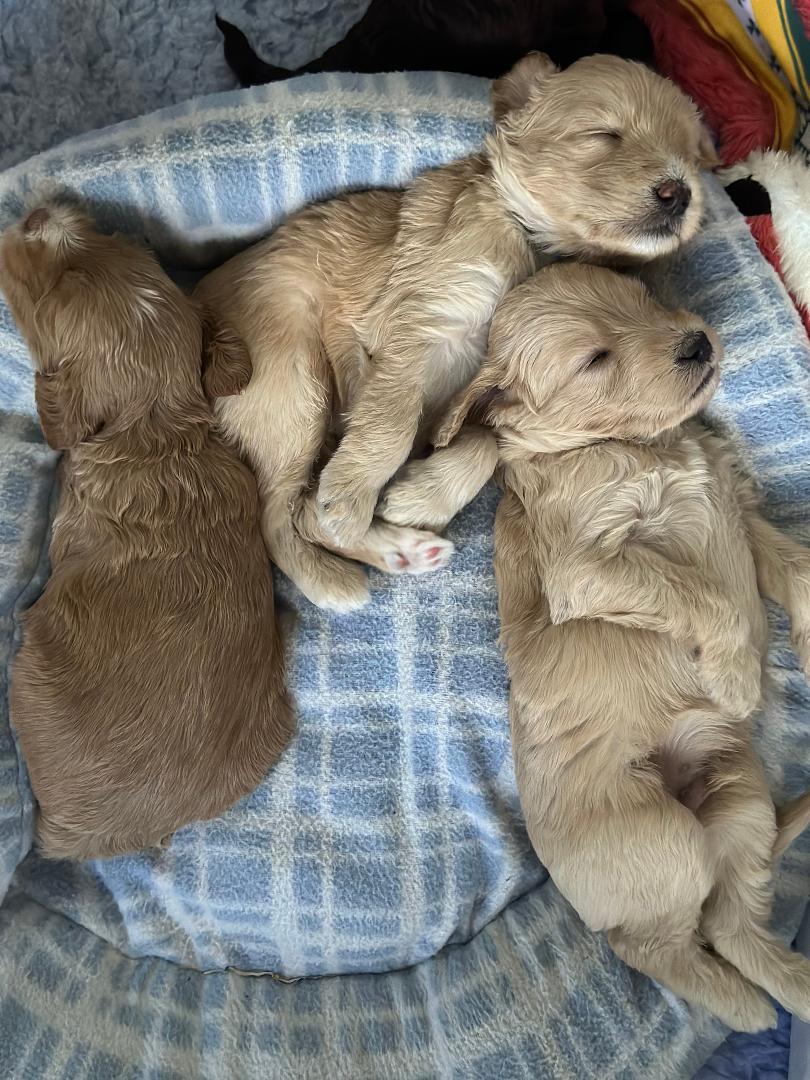 little cobbers