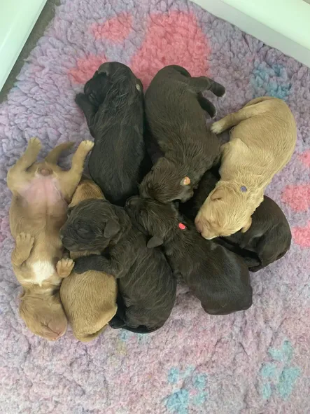puppies