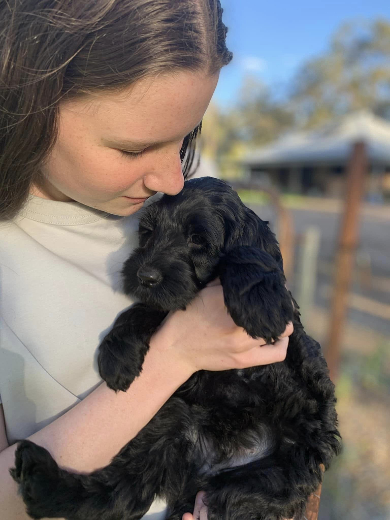 Tilly black puppy