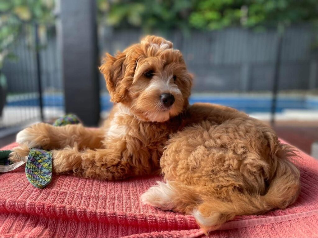 coco puppy here
