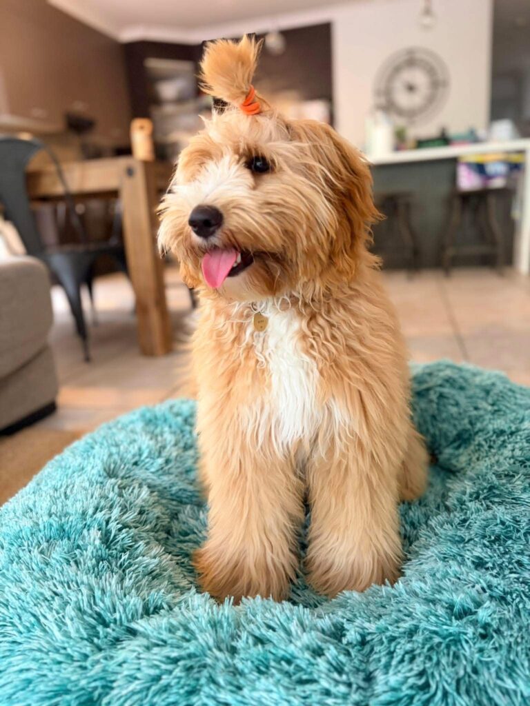 coco